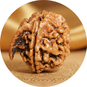 Rudraksha