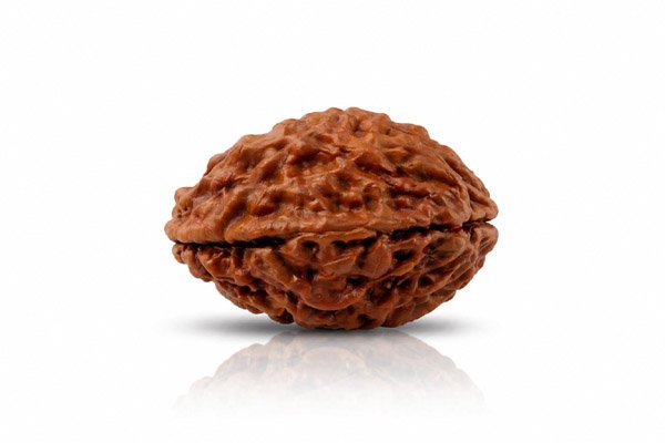 1 Mukhi Rudraksha Premium Nepali Certified