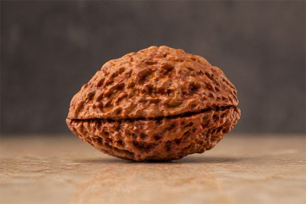 1 Mukhi Rudraksha Premium Nepali Certified - hover